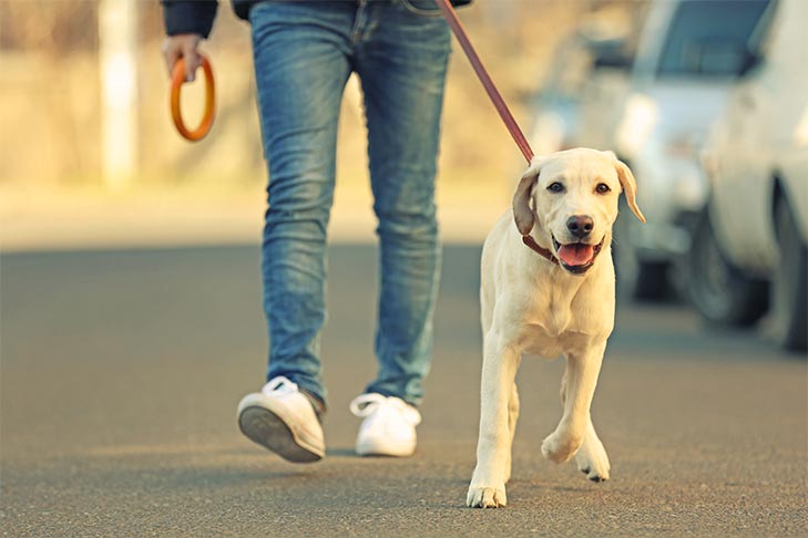 COVID-19—Dog Walking in the Neighborhood